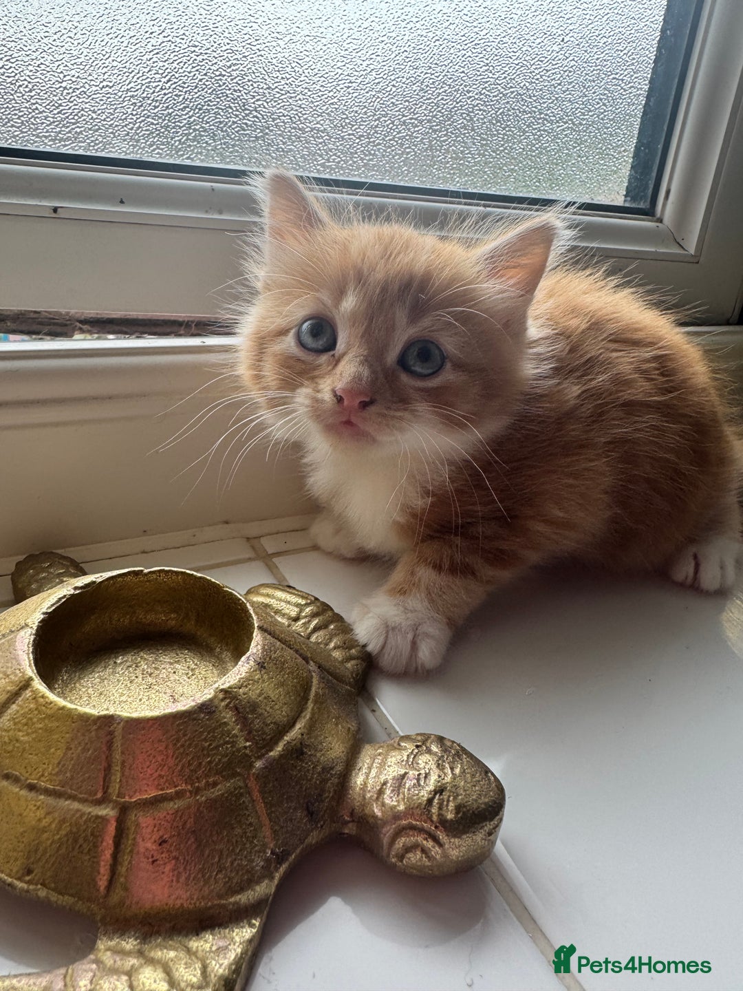 Ragdoll cats for sale: Beautiful kittens for sale  - Image 5