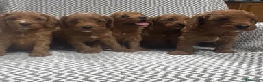 Cavapoo 5