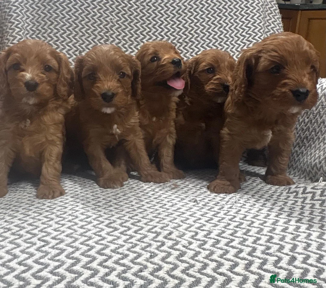 Cavapoo dogs for sale: Stunning litter of cavapoo puppies in Ty Croes - Advert 6