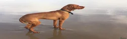 Hungarian Vizsla dogs for stud: Hungarian Vizsla for stud! in Llantwit Major - Advert 6