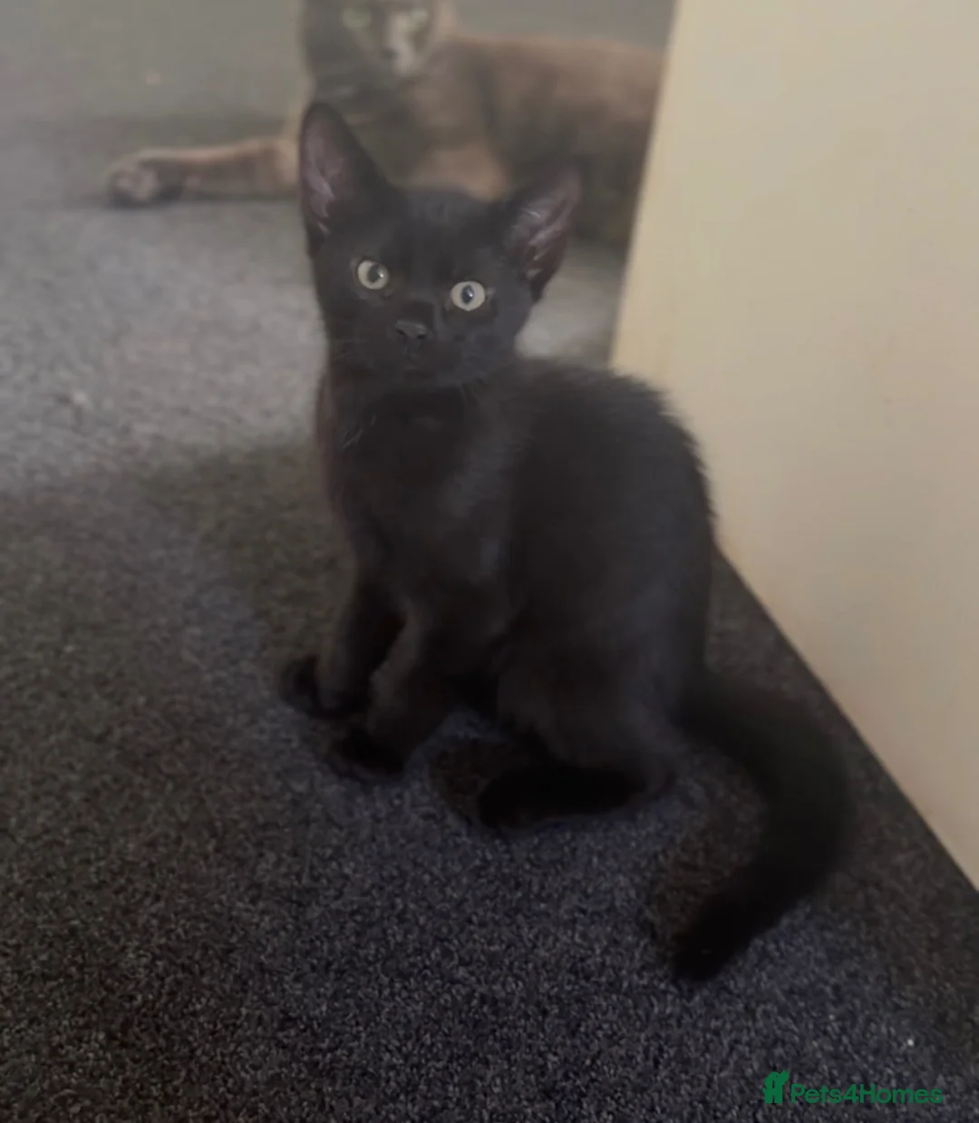 Mixed Breed cats for sale: Male and female mixed breed kittens in Barnsley - Advert 5