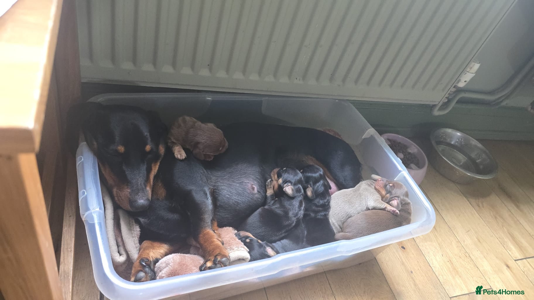 Dachshund dogs Dachshund  - Advert 2
