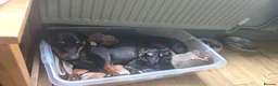 Dachshund dogs for sale: Dachshund  - Advert 1