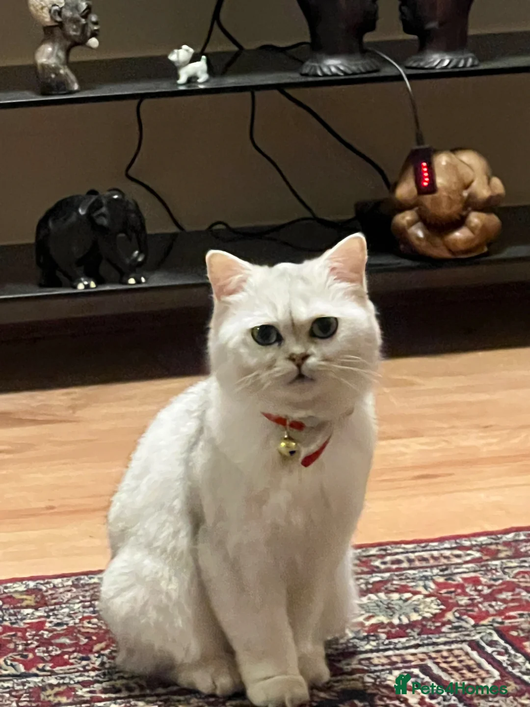 British Shorthair cats for sale: Silver British shorthair cat  in London - Advert 2