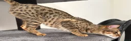 Savannah cats for sale: Sittingpretty Squealer F5 SBT Savannah female - Advert 6