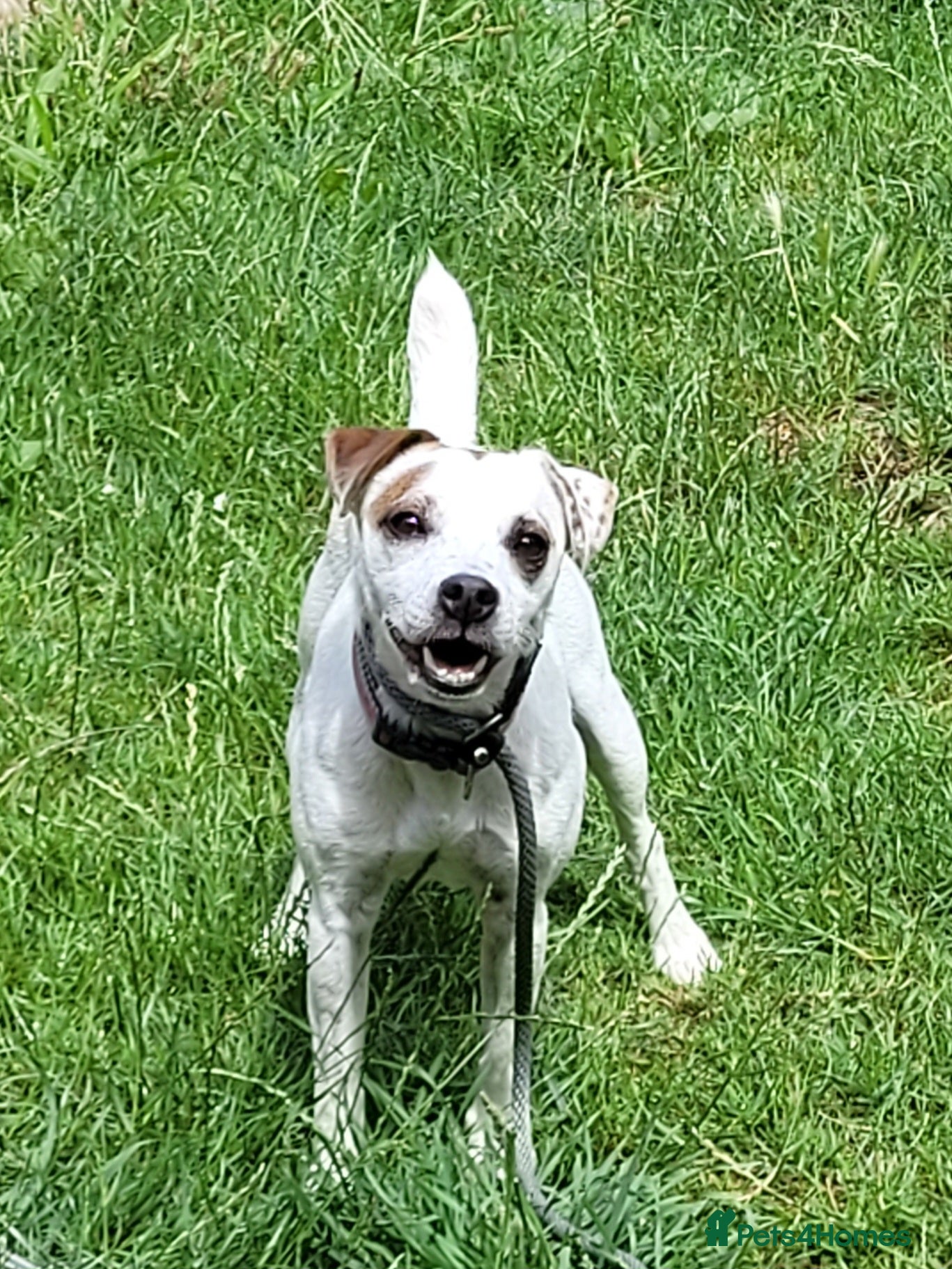 Mixed Breed dogs Patterjack - Advert 7