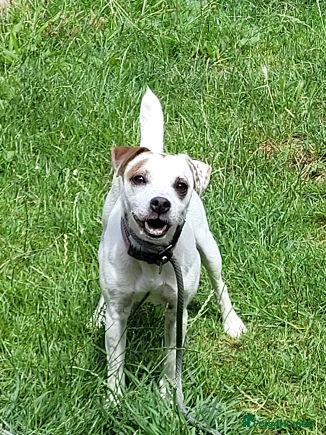 Mixed Breed dogs for sale: Patterjack - Advert 1