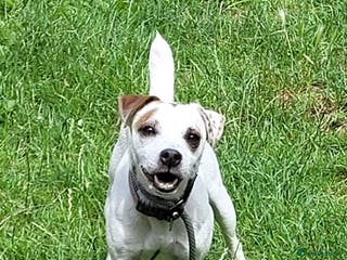 Mixed Breed dogs Patterjack - Advert 9