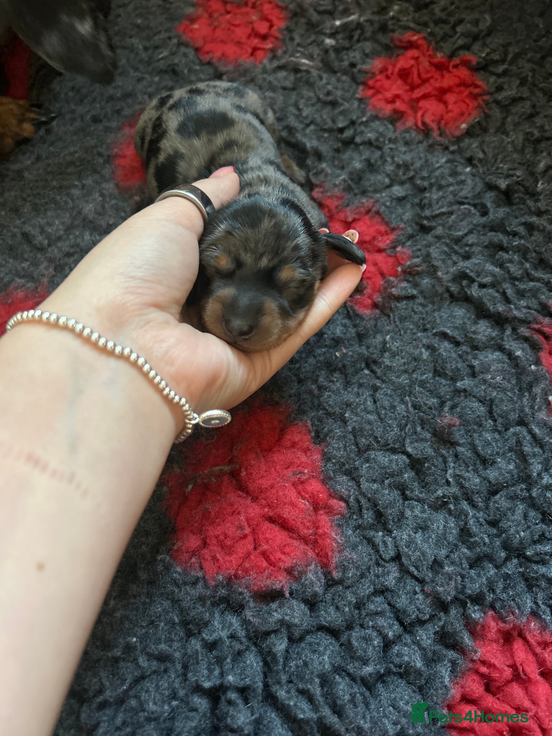Miniature Dachshund dogs for sale: 2 Stunning Black and Tan Boys available🤎🖤 - Advert 9