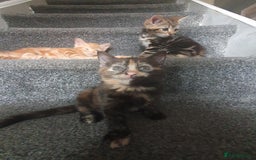 Mixed Breed cats for sale: Playful female kitten - Image 3