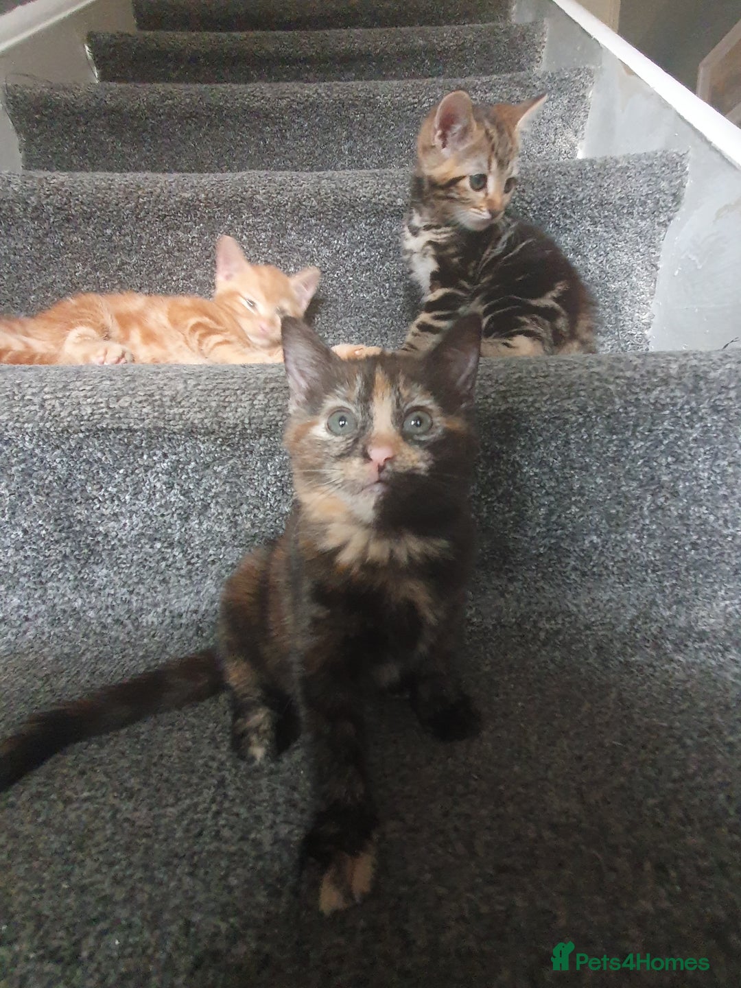 Mixed Breed cats for sale: Playful female kitten - Image 3
