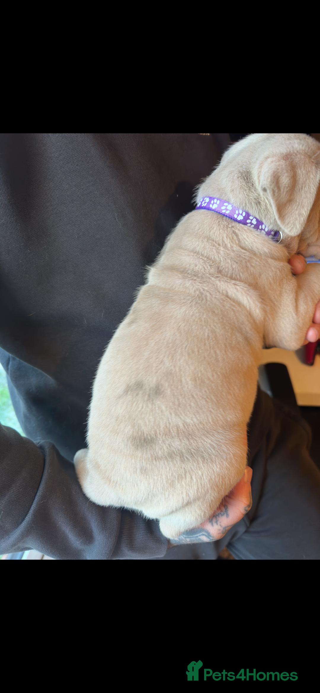 Mixed Breed dogs for sale: Presa X Neo puppies - Advert 19