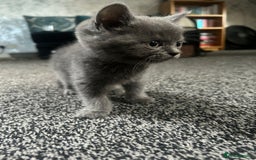 British Shorthair cats for sale: British short hair kittens - Image 7