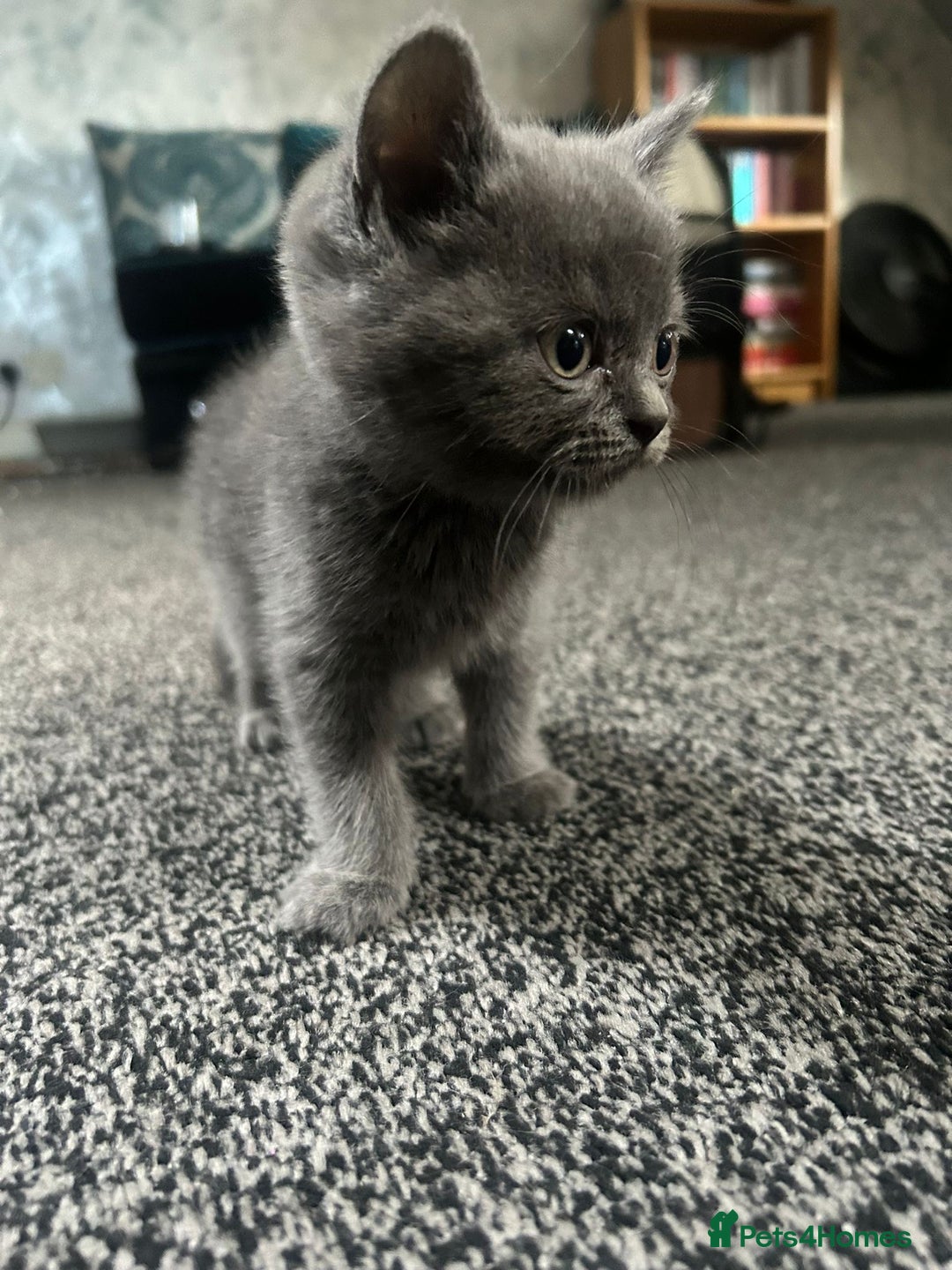 British Shorthair cats for sale: British short hair kittens - Image 7