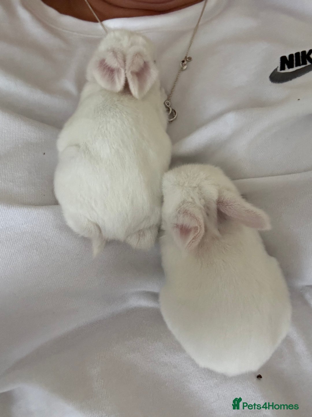 Dwarf Lop rabbits for sale: Baby bunnies - Image 5