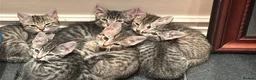Mixed Breed cats for sale: We ready to find our forever Family  - Advert 2