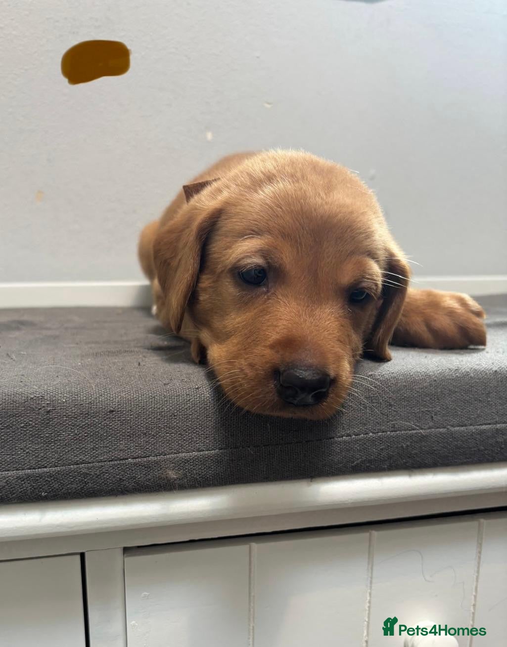 Labrador Retriever dogs 10 adorable fox red Labrador puppies  - Advert 2