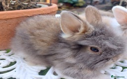 Lionhead rabbits for sale: PUREBRED DOUBLE LION HEAD BABIES  - Image 2
