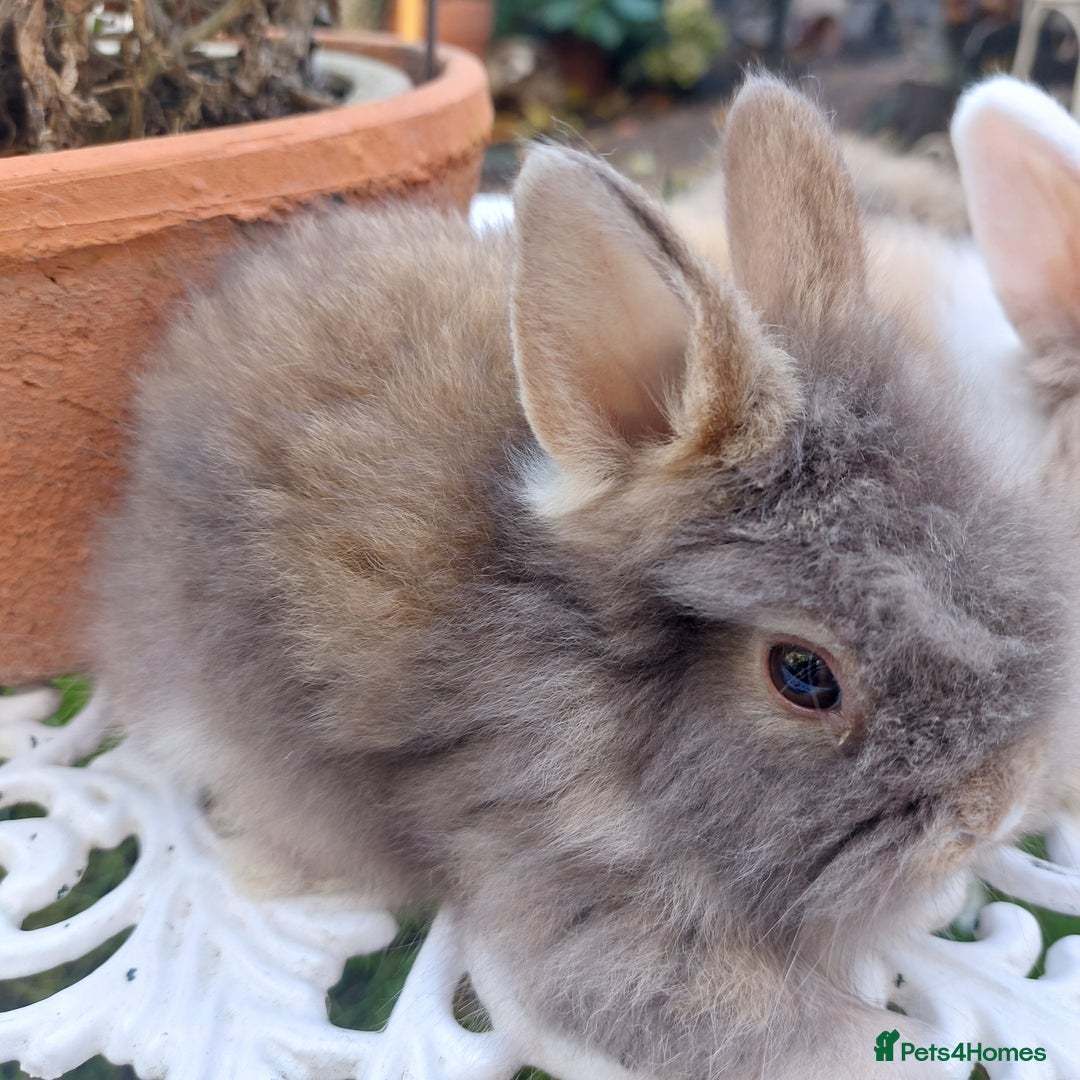 Lionhead rabbits for sale: PUREBRED DOUBLE LION HEAD BABIES  - Image 2