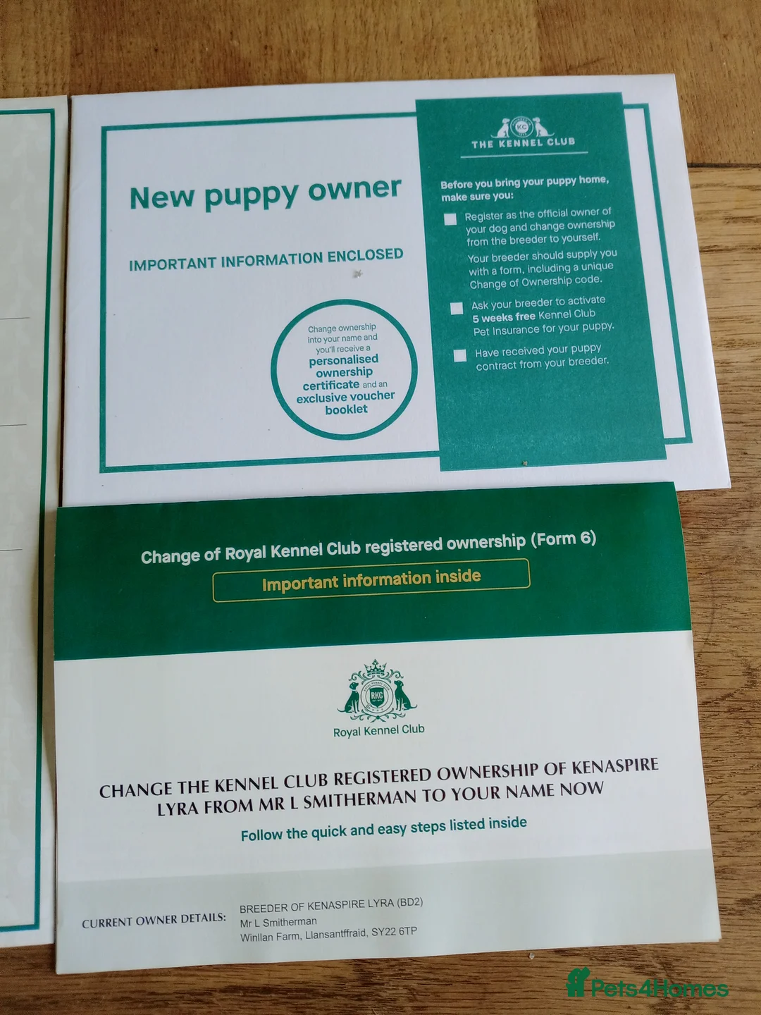 Whippet dogs for sale: K C registered whippet puppies  in Llansantffraid - Advert 2