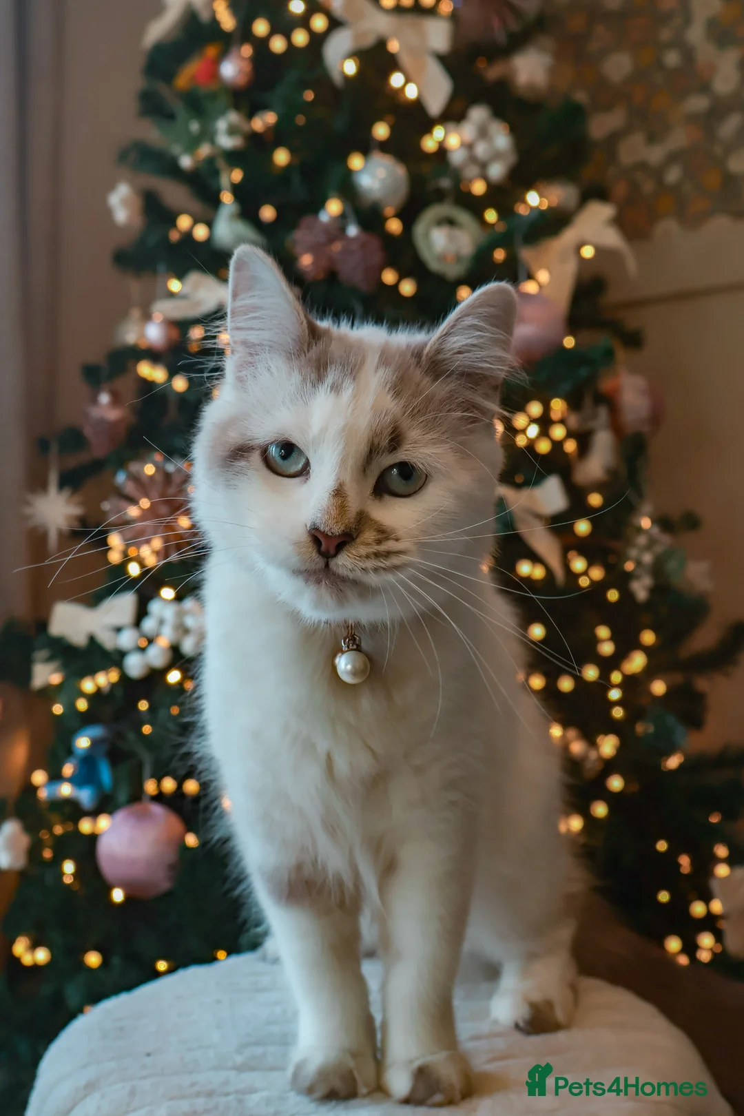 Domestic Shorthair cats for sale: Female Calico kitten  in Crewe - Advert 2