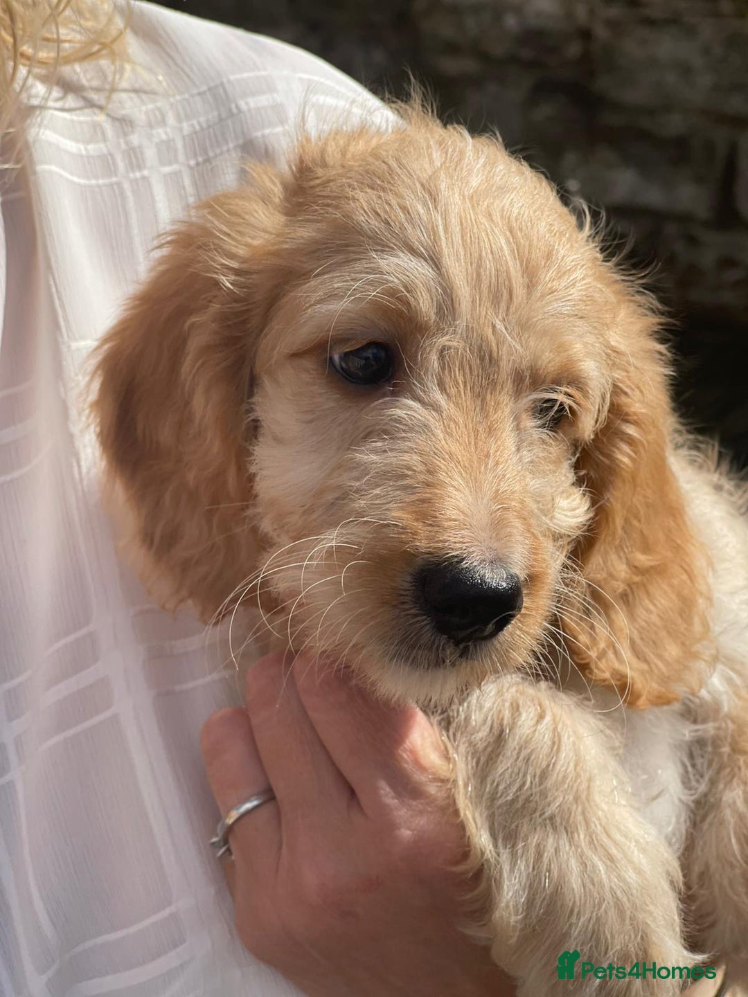 Irish Doodle dogs for sale: Beautiful Irishdoodles - Image 8