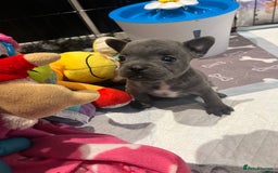 Mixed Breed dogs for sale: STUNNING UNIQUE PUPS 💙💗 - Image 24