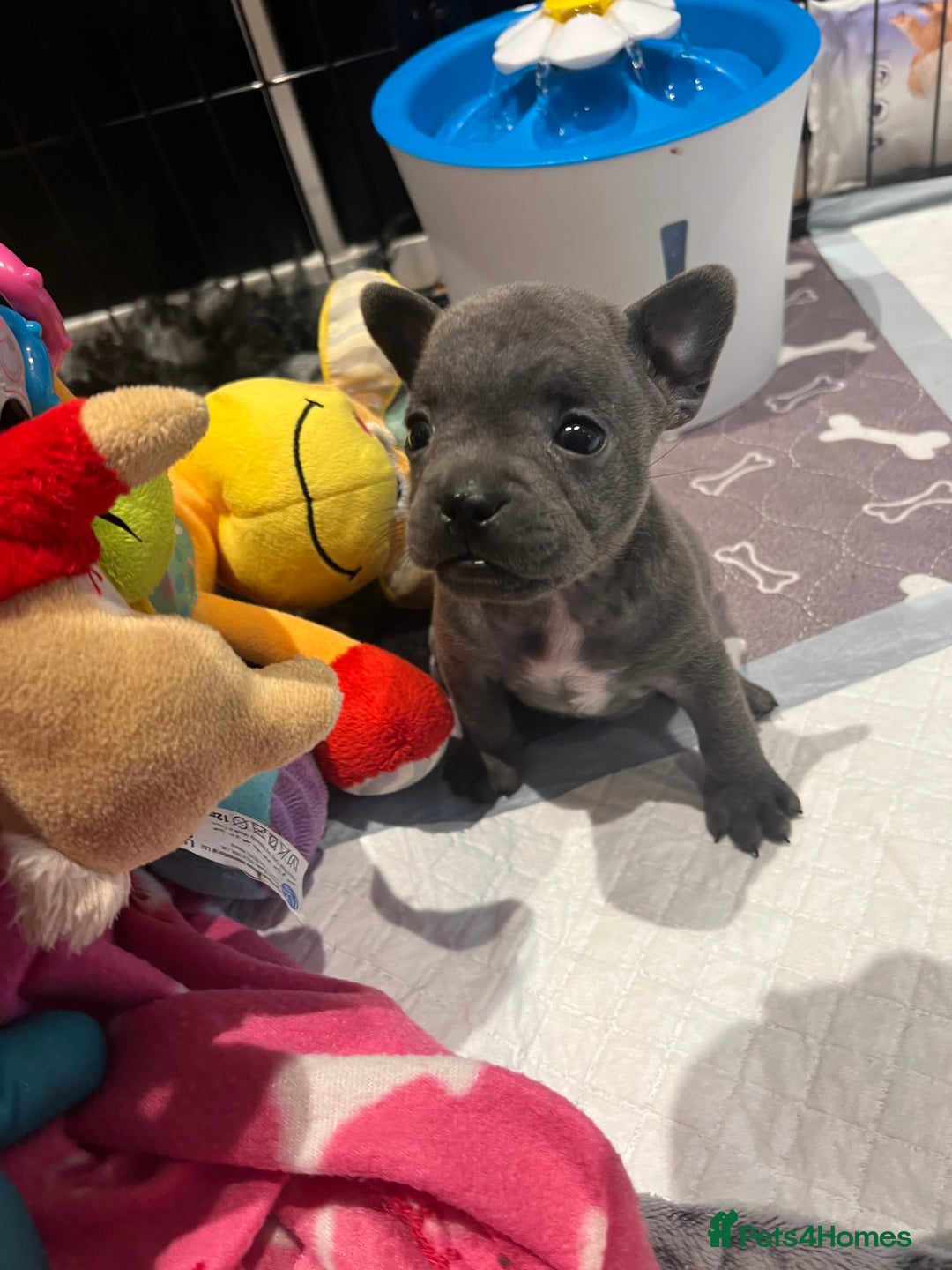 Mixed Breed dogs for sale: STUNNING UNIQUE PUPS 💙💗 - Image 24