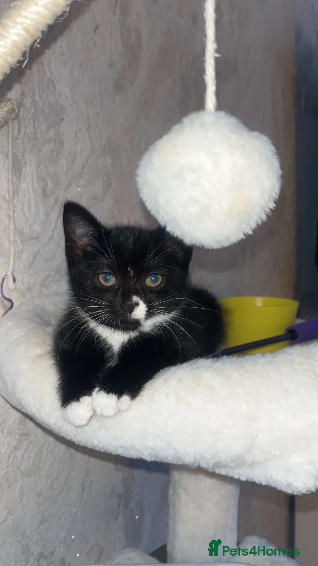 Mixed Breed cats for sale: Female kitten ready to leave  - Advert 3