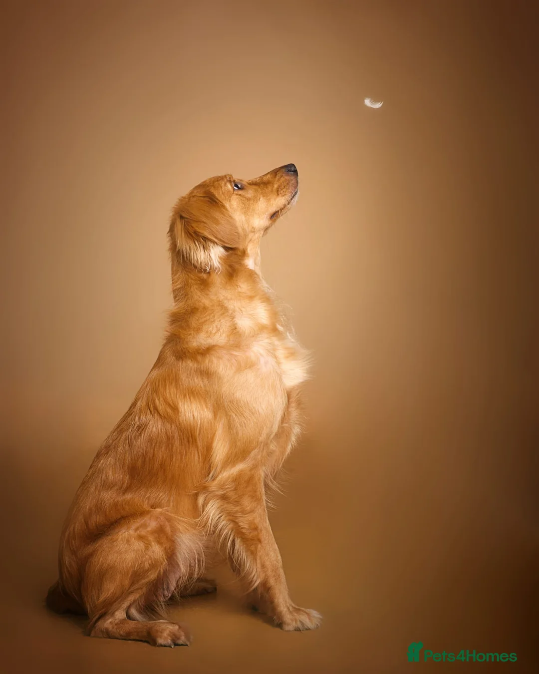 Golden Retriever dogs for sale: KC reg Red Golden retriever fully healthy tested - Advert 13