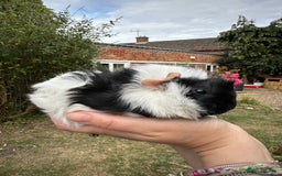Guinea Pig rodents for sale: Two boy guinea pigs  - Image 8