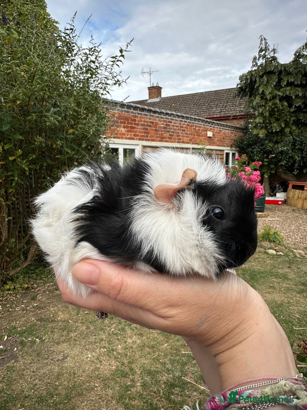 Guinea Pig rodents for sale: Two boy guinea pigs  - Image 8
