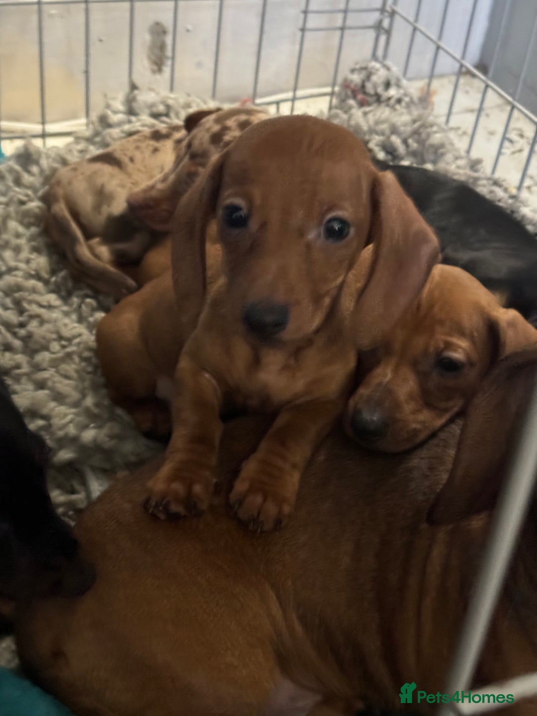 Miniature Dachshund dogs for sale: Mini dachshund’s beautiful, girls and boys  - Advert 3