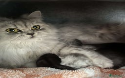 Persian cats for sale: Chinchilla Persians  - Image 4