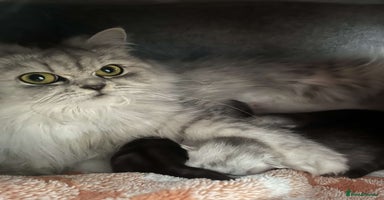 Persian cats - Advert 9
