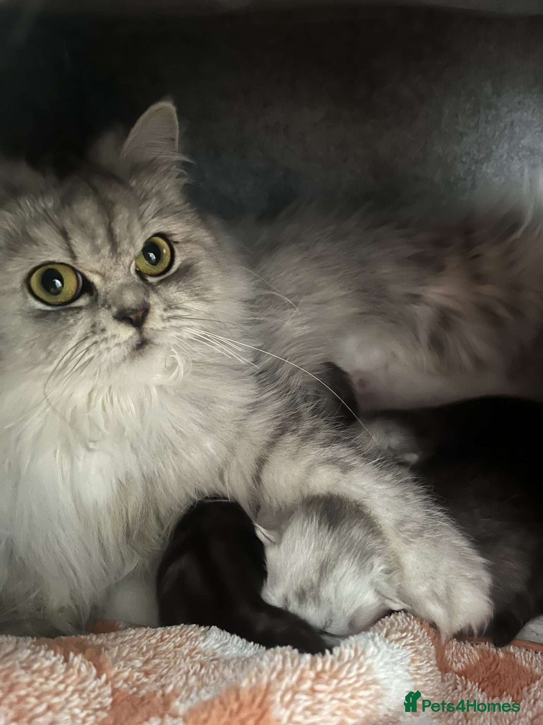 Persian cats for sale: Chinchilla Persians  - Image 4
