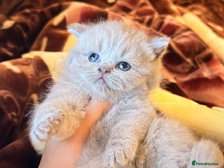 British Shorthair cats British Shorthair babies 💞💞💞 - Advert 4