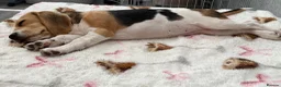 Beagle dogs for sale: Beautiful beagle girl  - Advert 2