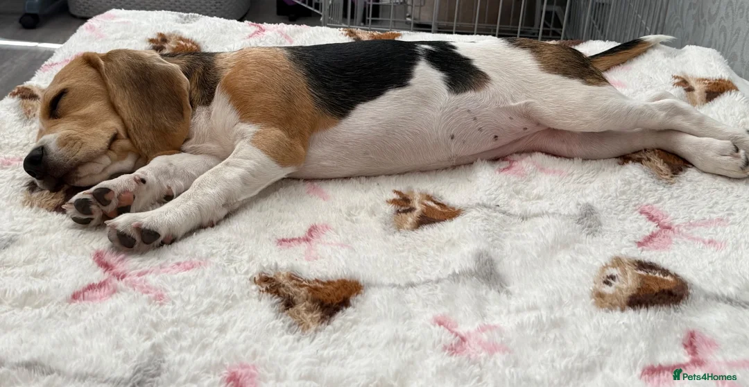 Beagle dogs for sale: Beautiful beagle girl  - Advert 2