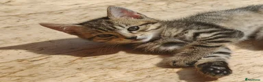 Adorable Tabby Girl