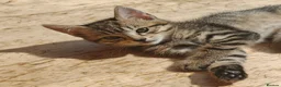 Domestic Shorthair cats for sale: Happy Kittens Looking for a new forever home - Advert 7