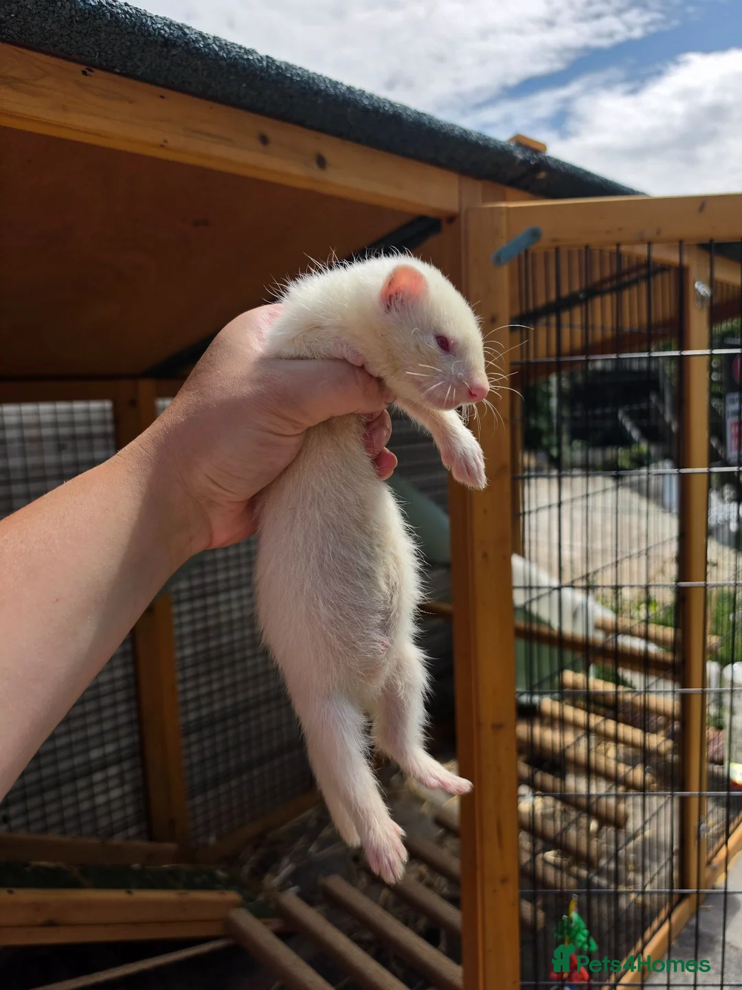 Ferret rodents for sale: Ferret kits - Advert 2