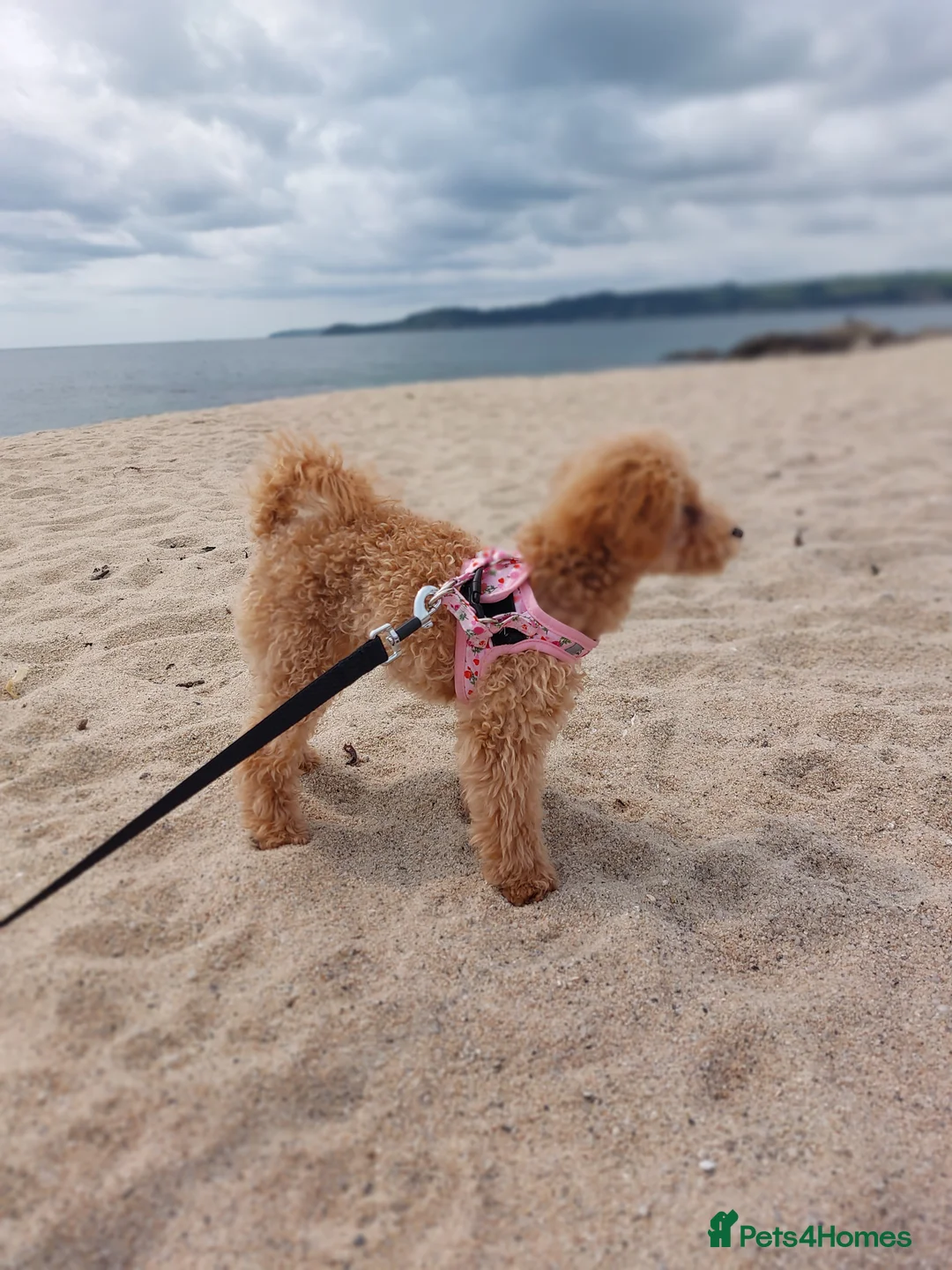 Toy Poodle dogs for sale: Red Toy Poodle girl 1 year 1 month - Advert 12