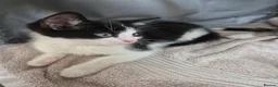 British Shorthair cats for sale: 3 Gorgeous Kittens looking for their forever homes - Advert 12