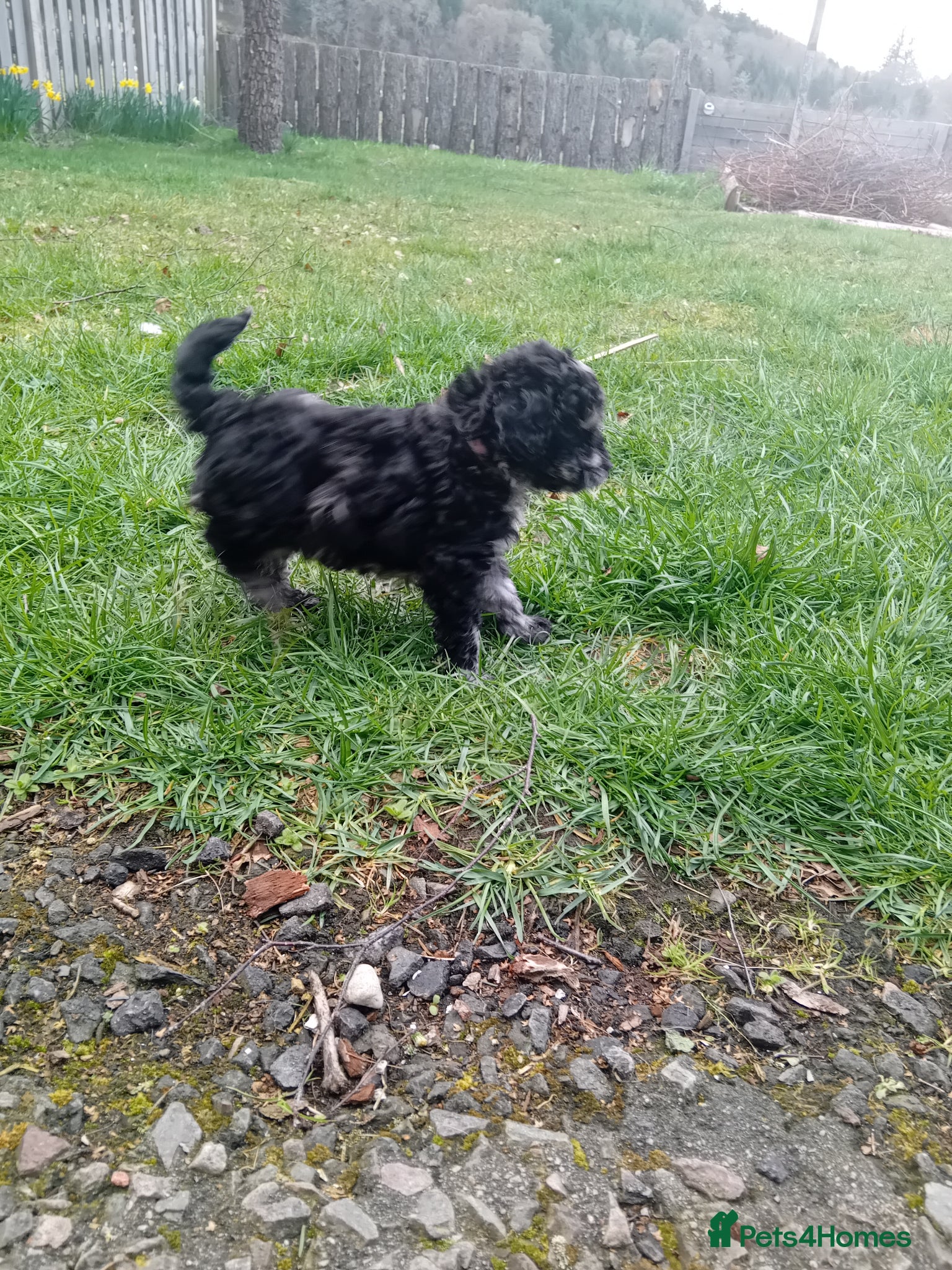 Mixed Breed dogs Poodle pups - Advert 15