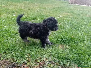 Mixed Breed dogs Poodle pups - Advert 15