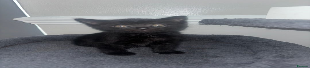 Domestic Shorthair Kitten 6