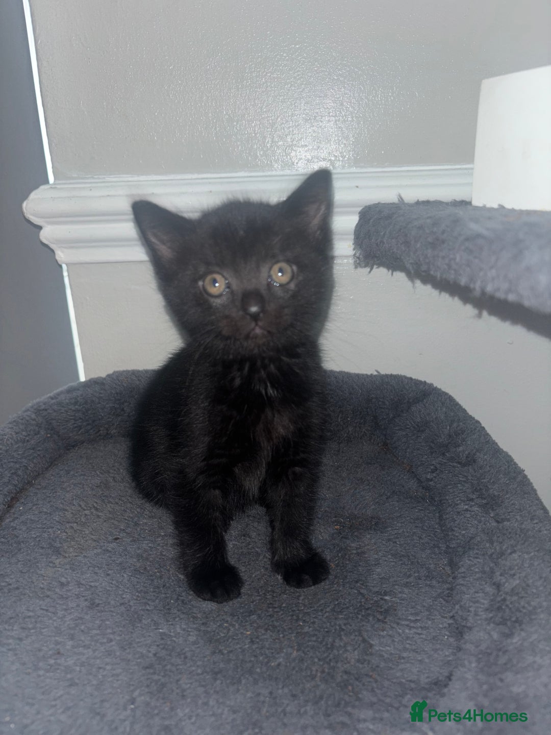 Domestic Shorthair cats for sale: Gorgeous mixed kittens  - Image 8