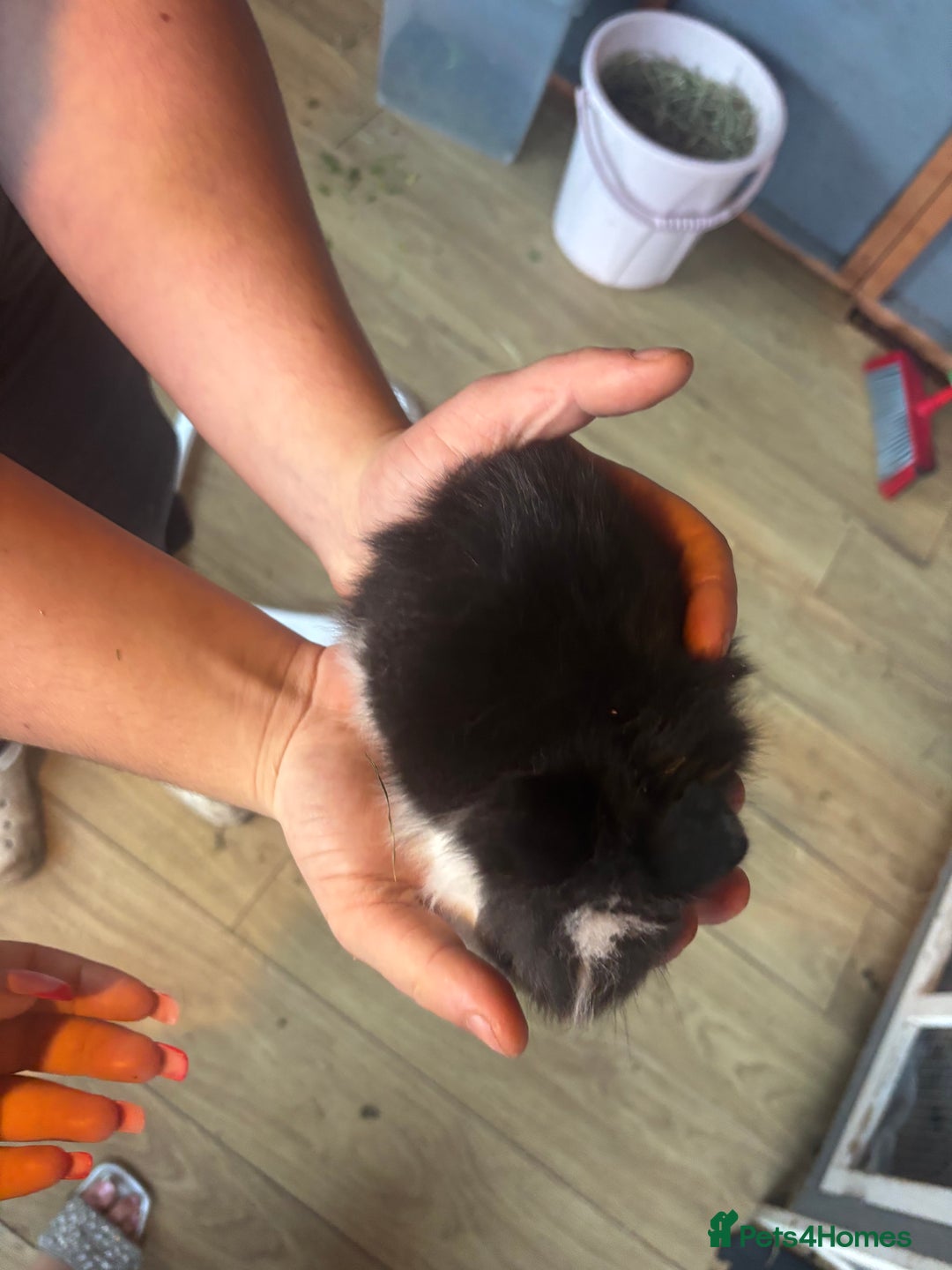 Lionhead rabbits for sale: Lion head bunnies available 🐰 - Advert 17