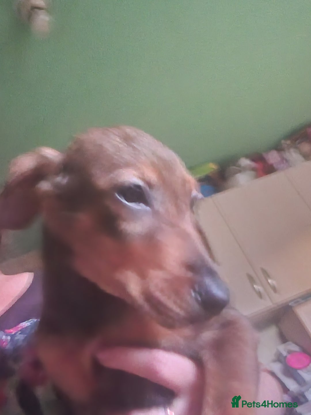 Mixed Breed dogs for sale: Doberman X Labrador puppies  - Image 3